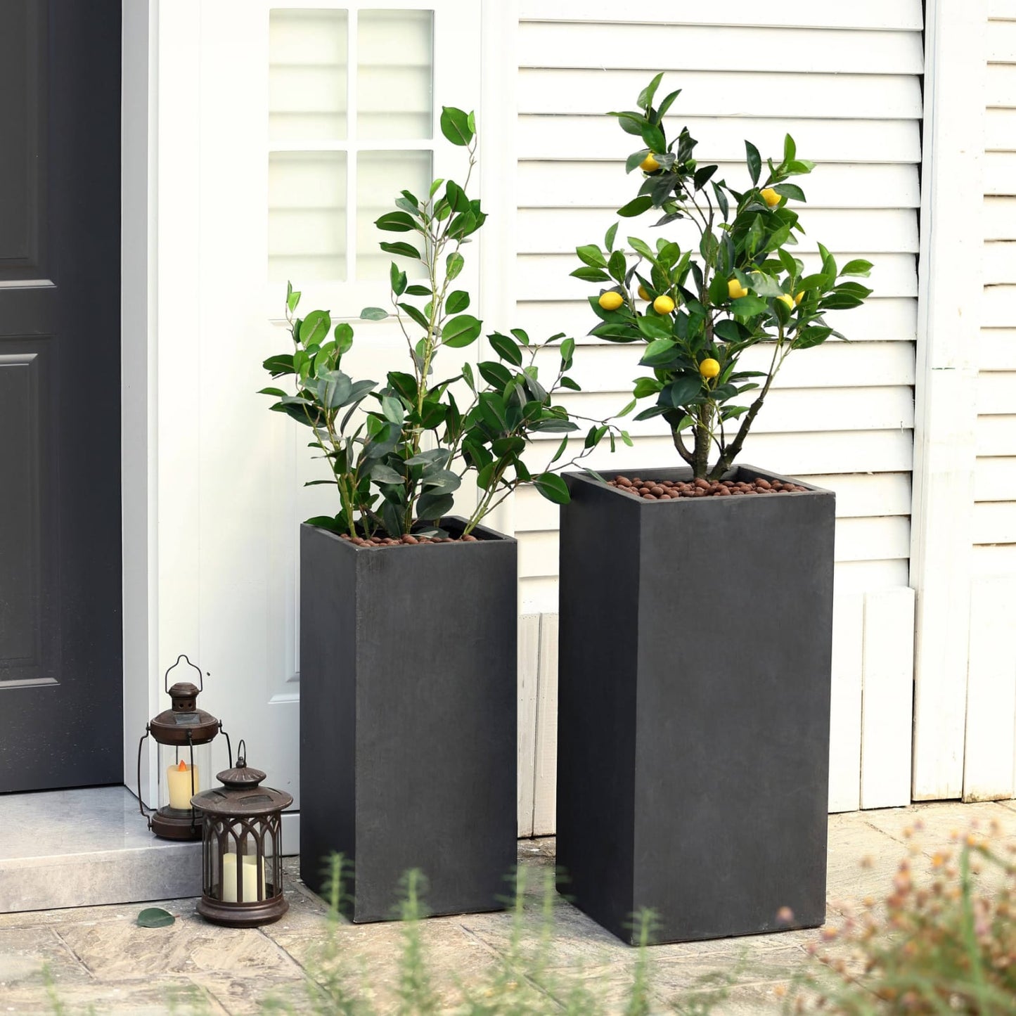 Outdoor Combo Lemon Trees