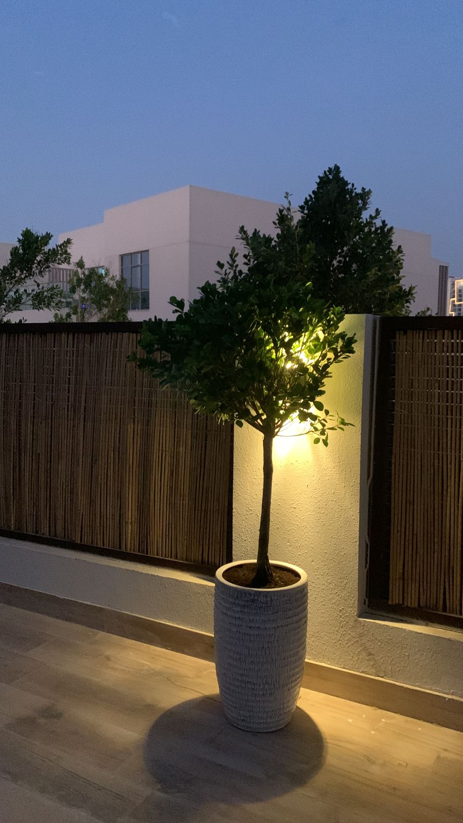 Ficus Single Head