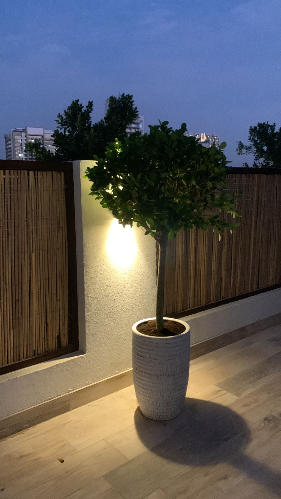 Ficus Single Head