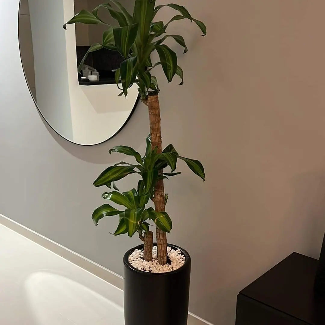 Fortune Plant in Black Pot (160cm)
