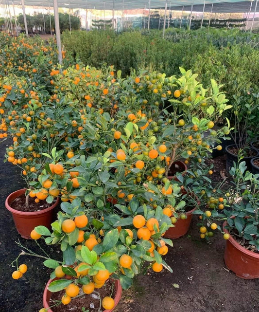 Mandarin Orange Medium