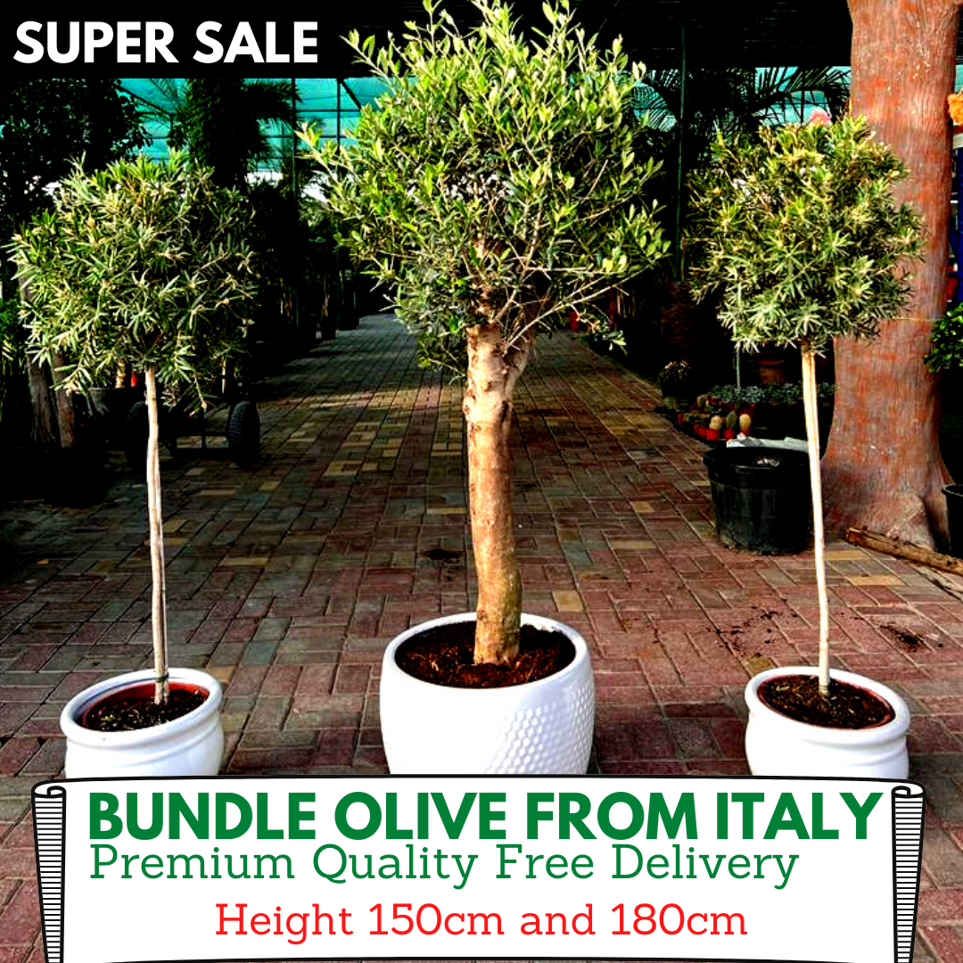 Outdoor Plants Olive Bundle (3pcs)