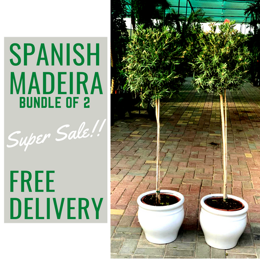 Outdoor Plants Spanish Olive Madeira bundle