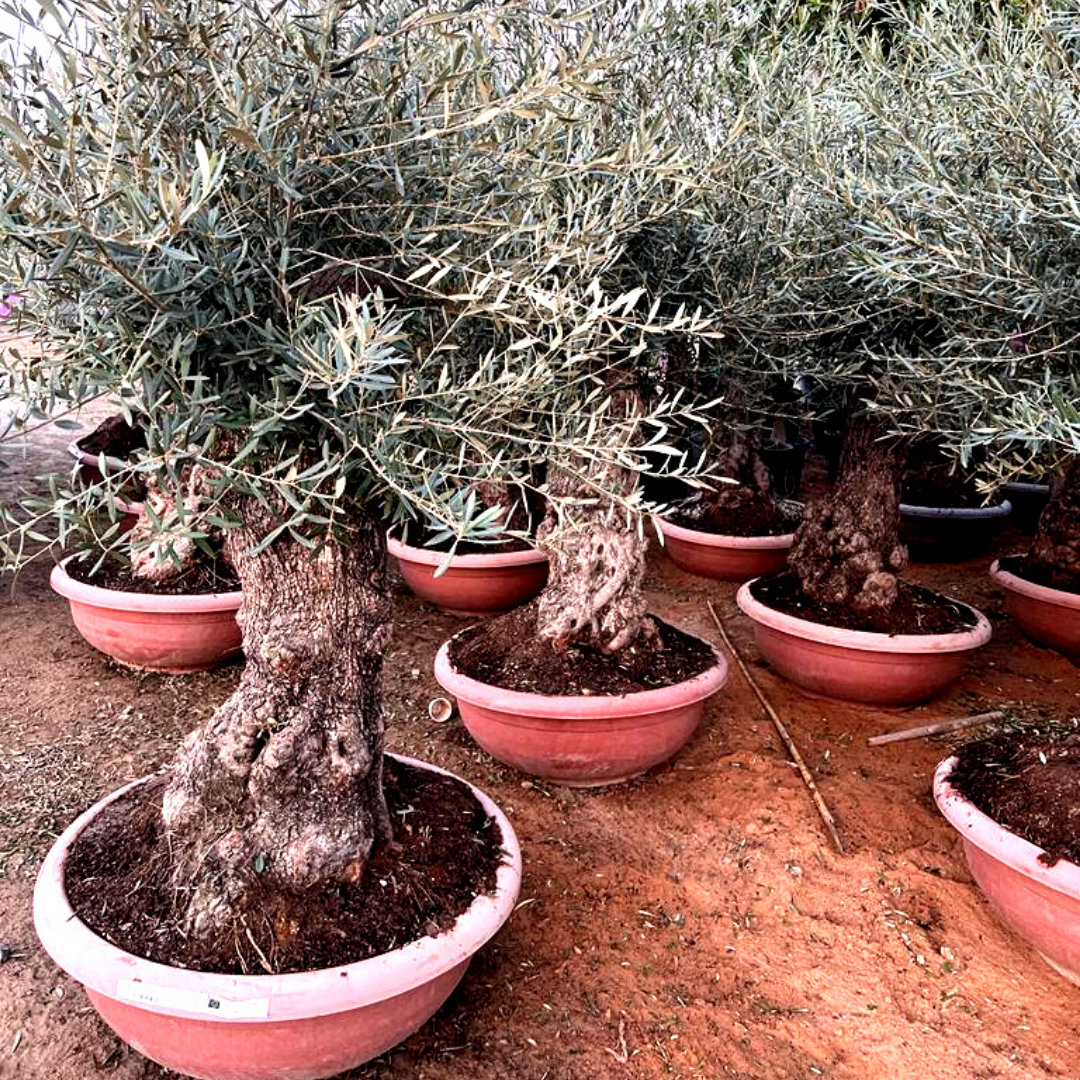 Olive Bonsai XXL ( Height 250cm )