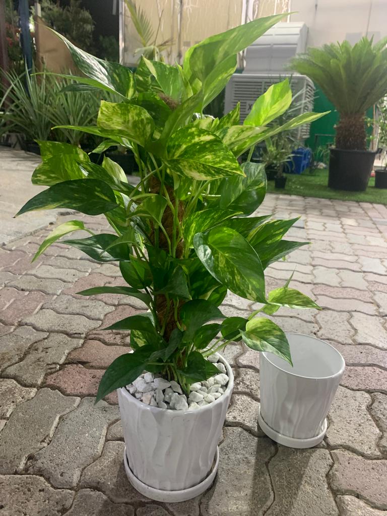 Money Plant Golden Pothos Plants UAE.