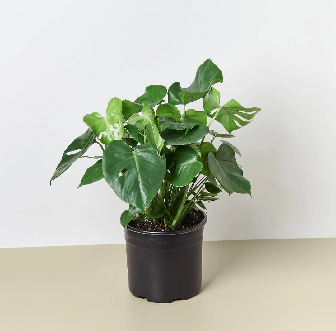 Monstera each