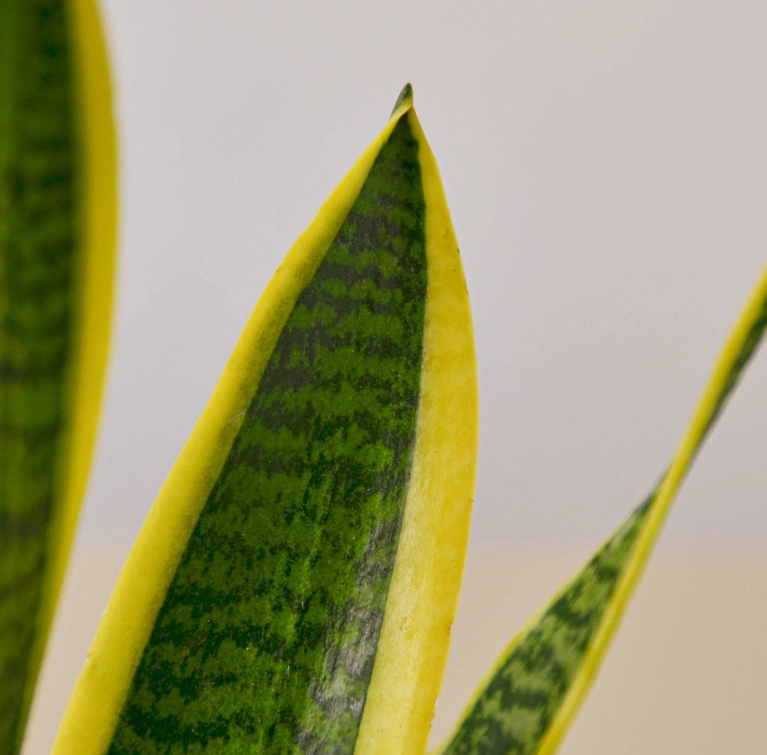 Office Plants Snake Plant each