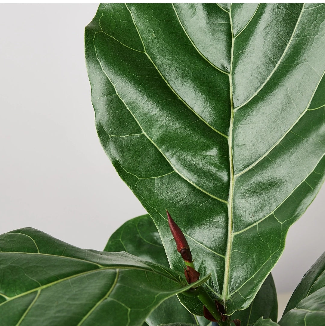 Big Fiddle Plant