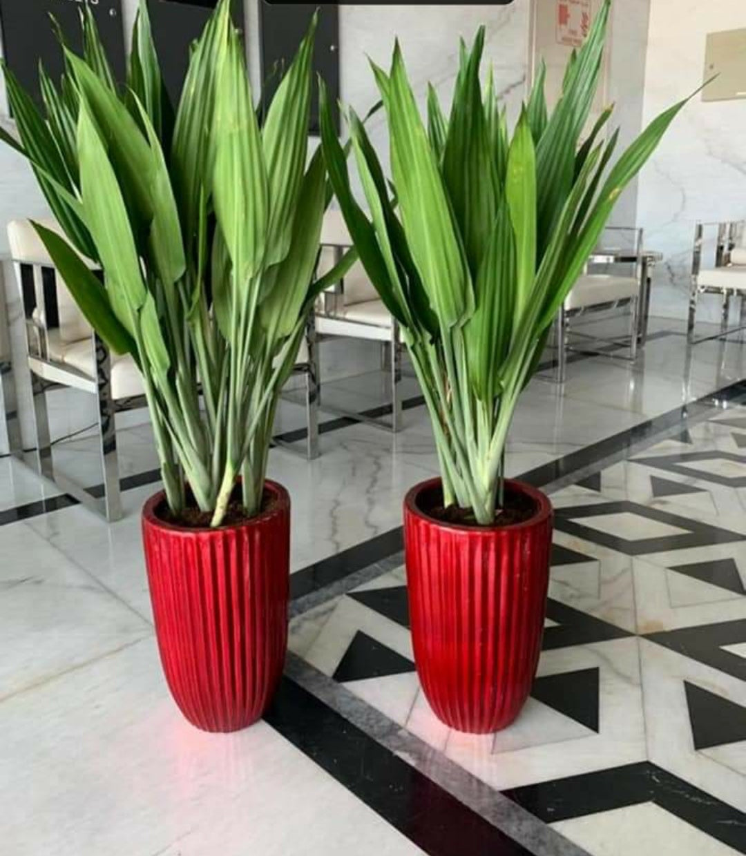 Aspiradas Plant