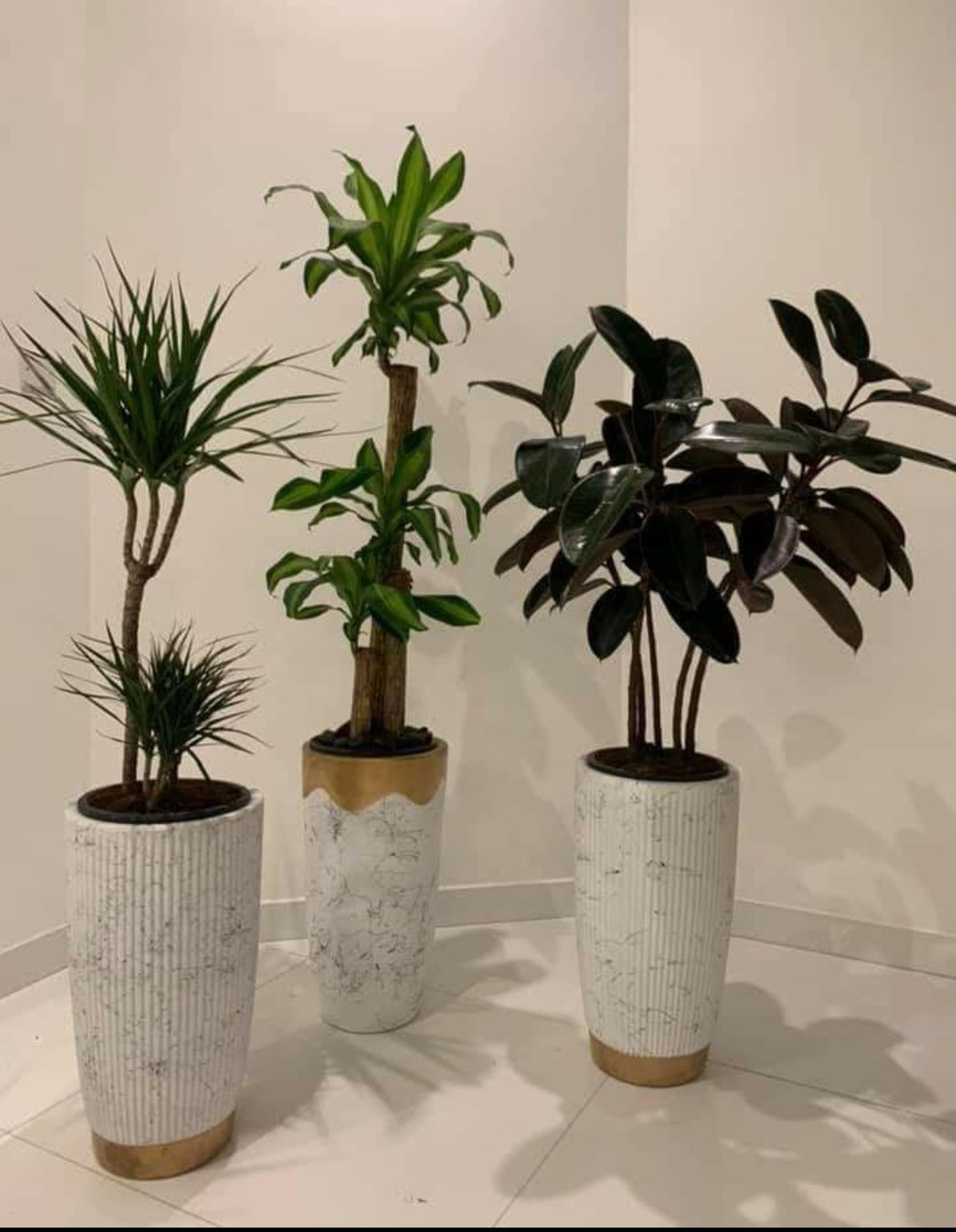 Office Plants Bundle 3pc Best Seller Money Back Guarantee
