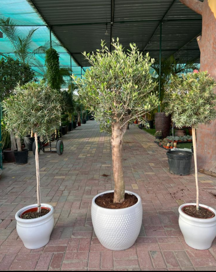 Outdoor Plants Olive Bundle (3pcs)