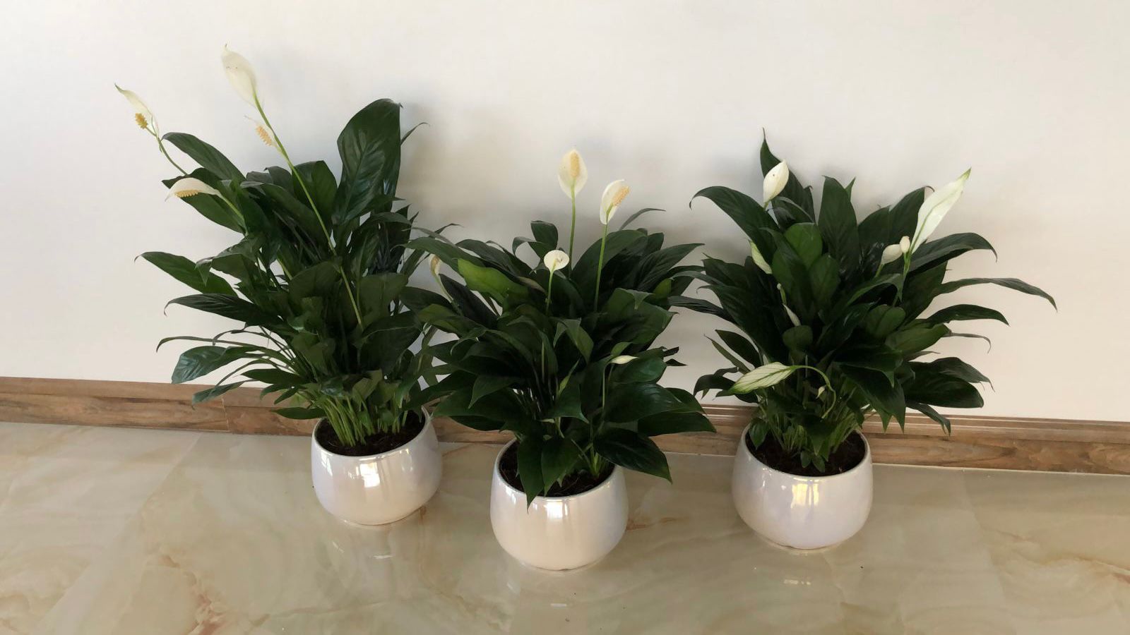 Table Plant 3 Peace lily Bundle for Office/Home. Three potted peace lily plants are arranged side by side against a white wall on a marble floor.