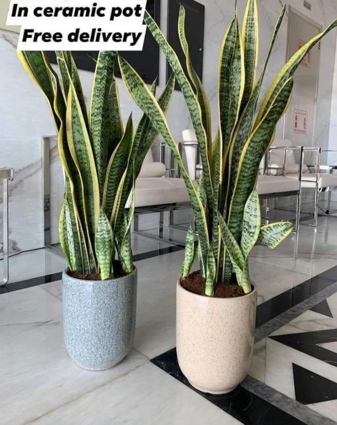 Snakeplant each Promo