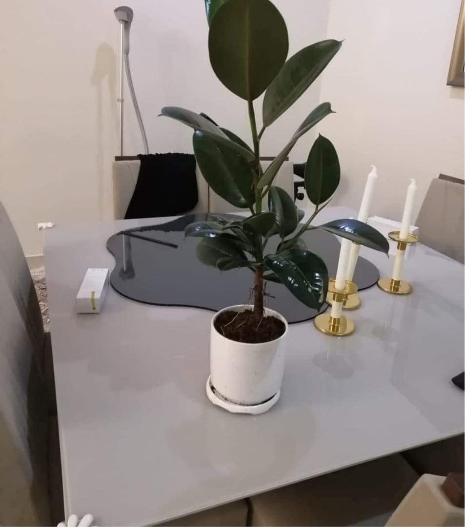 Rubber Table Plant
