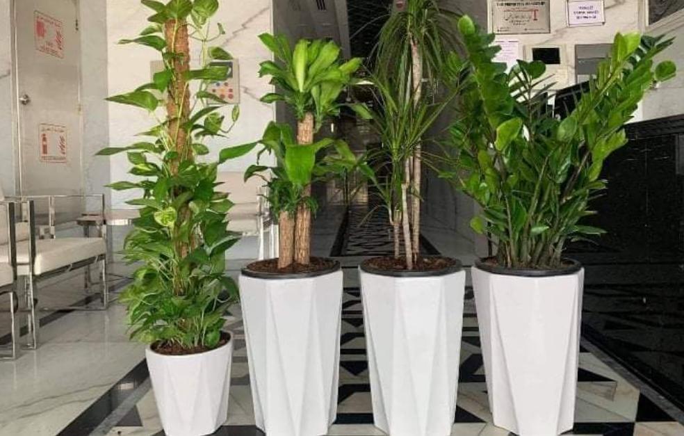 Office Plant Hard to Kill Combo