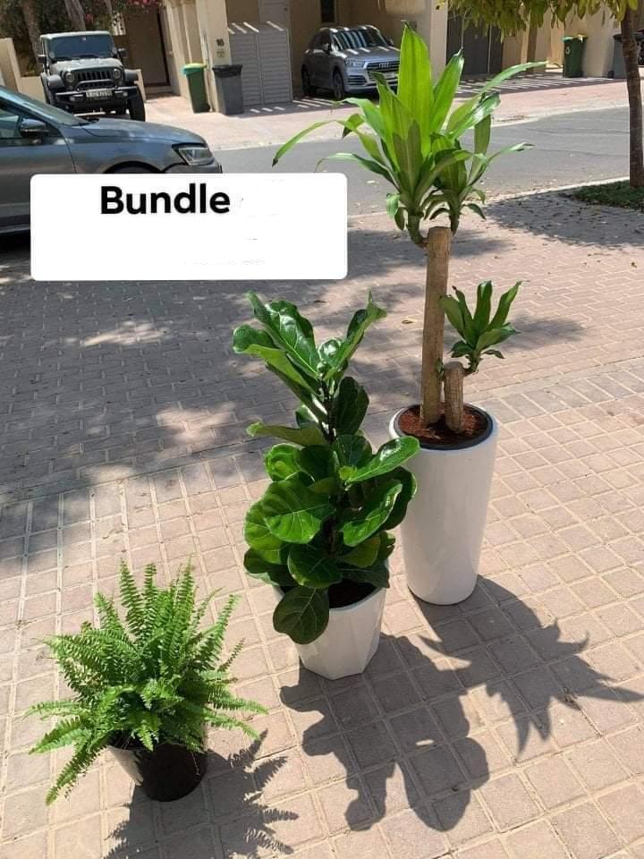 Indoor Plants Budget combo (3pc)