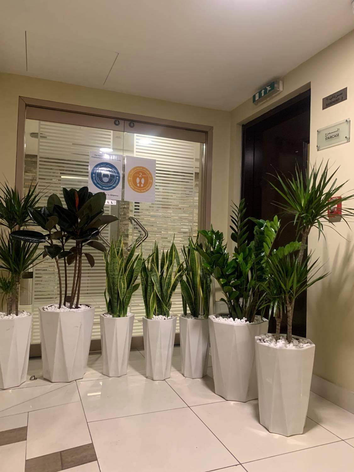 Office Plants BUNDLE OF 7 Promo Best Seller