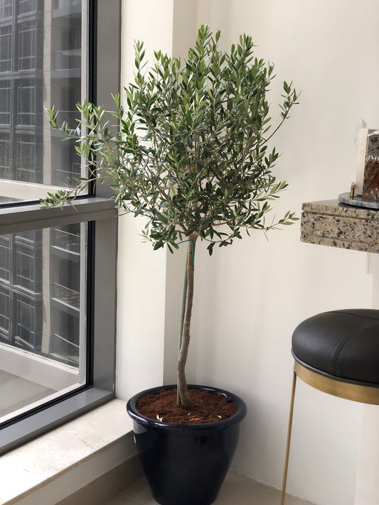 Olive tree in Clay