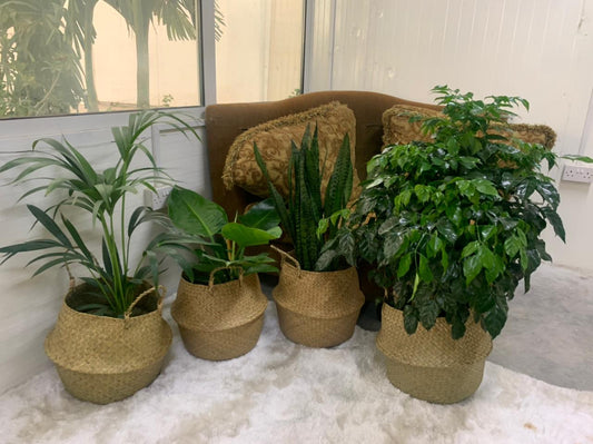 Indoor Plants Budget Combo In Basket NEW