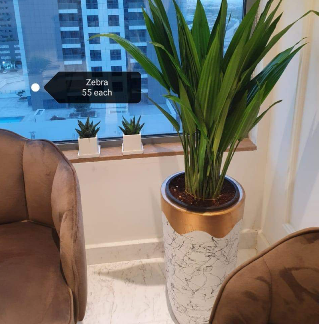 Zebra Aspidistra Plants (55 Each) UAE