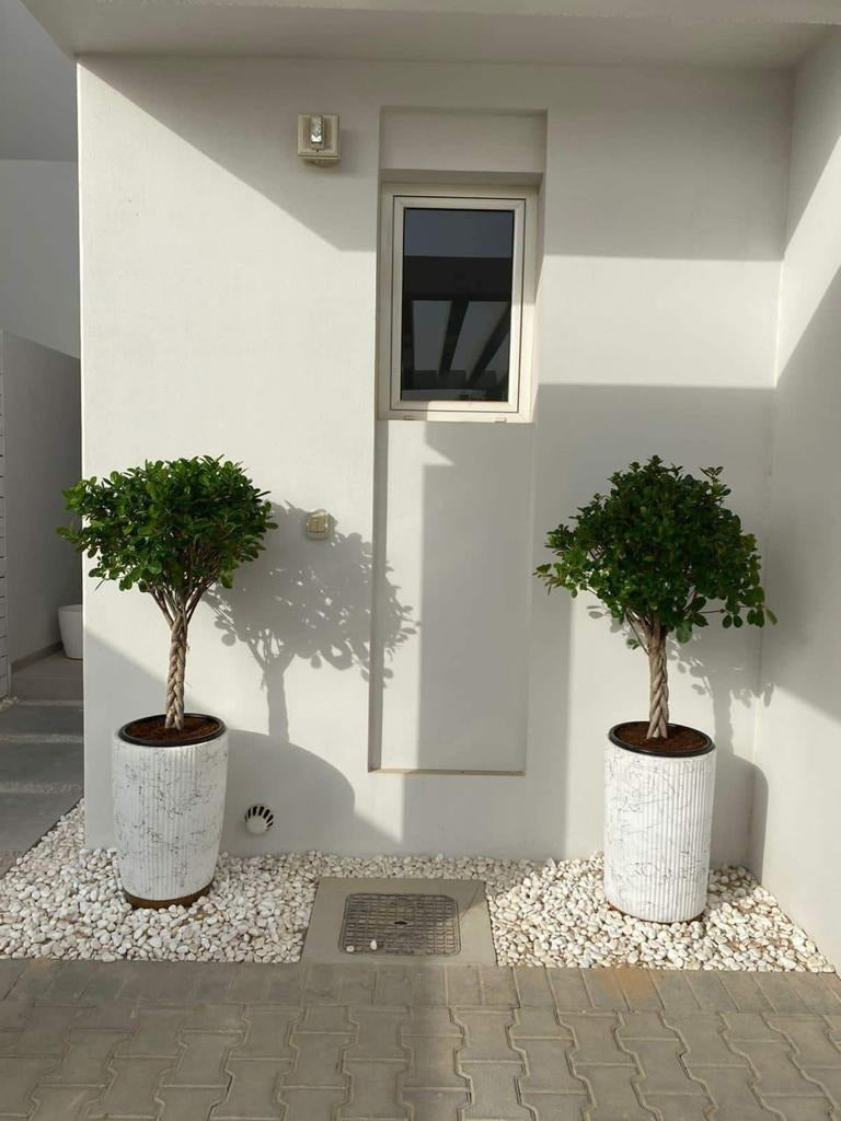 Outdoor Plants Premium Twisted Ficus Buy 1 Get 1 Free