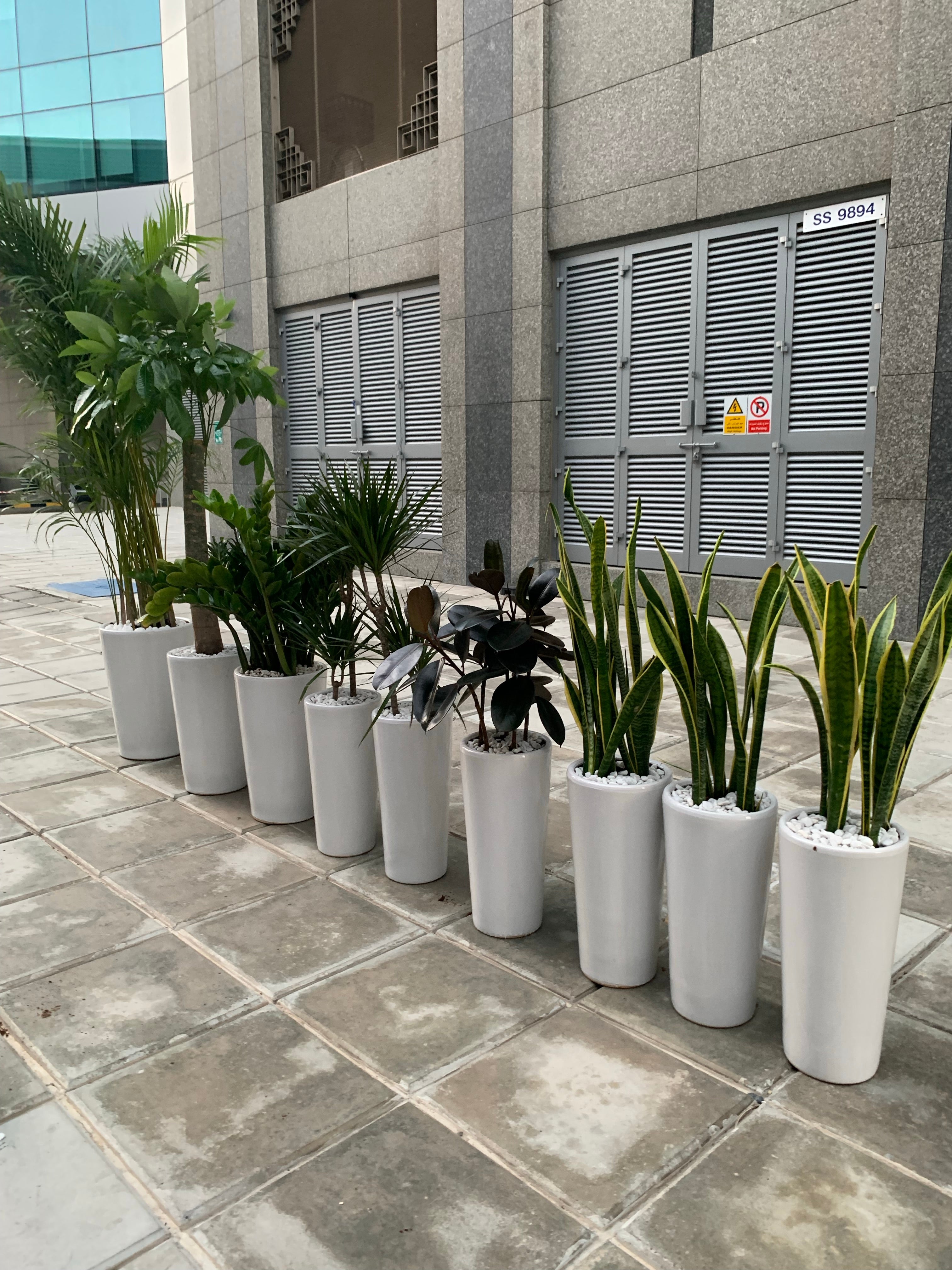 Office Plants Tall Bundle (9pcs) Air Purifying