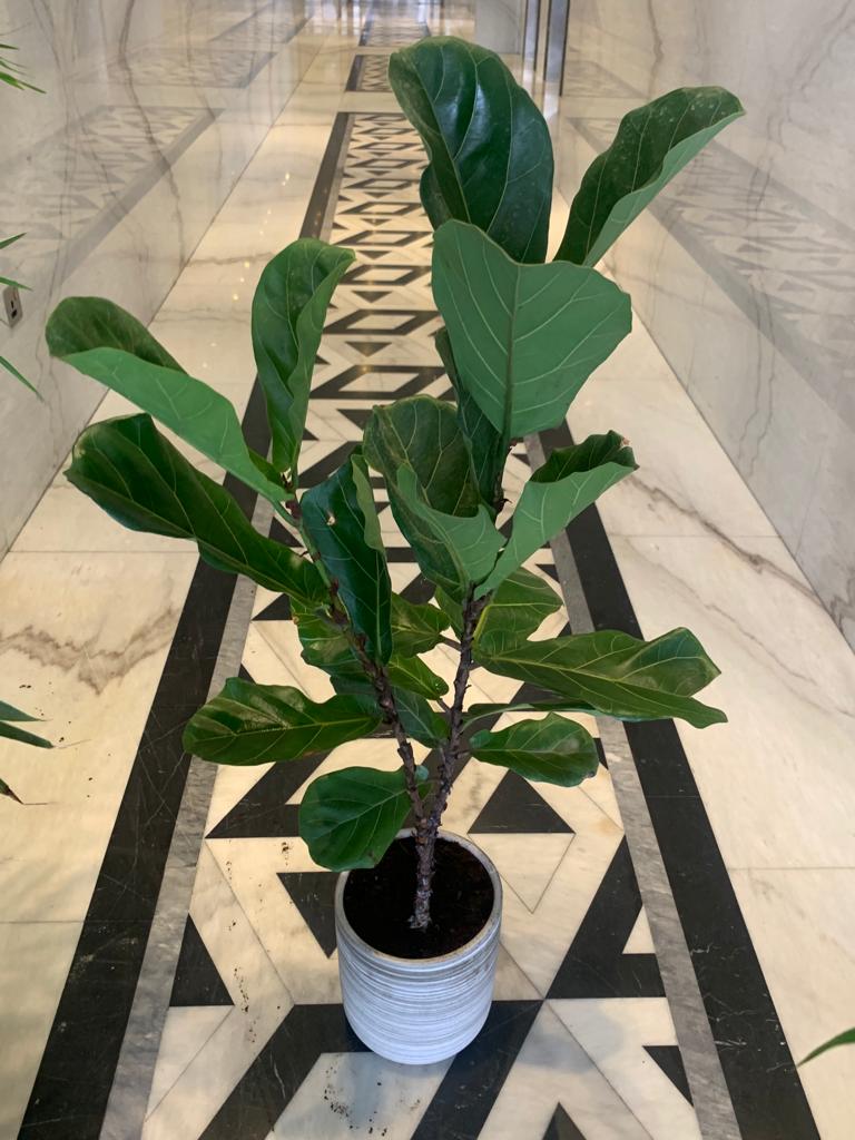 Fig Tree Each