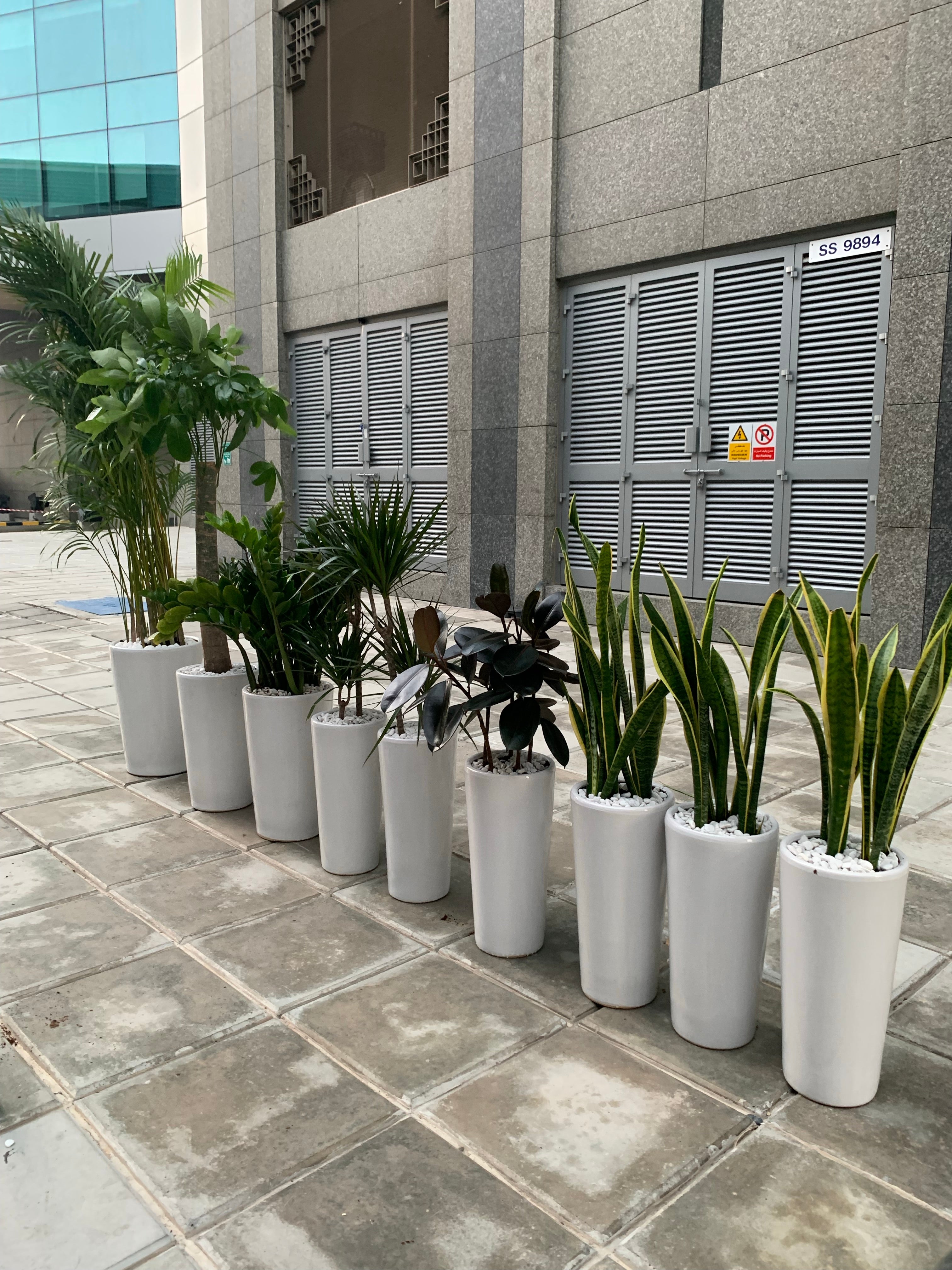 Office Plants Tall Bundle (9pcs) Air Purifying