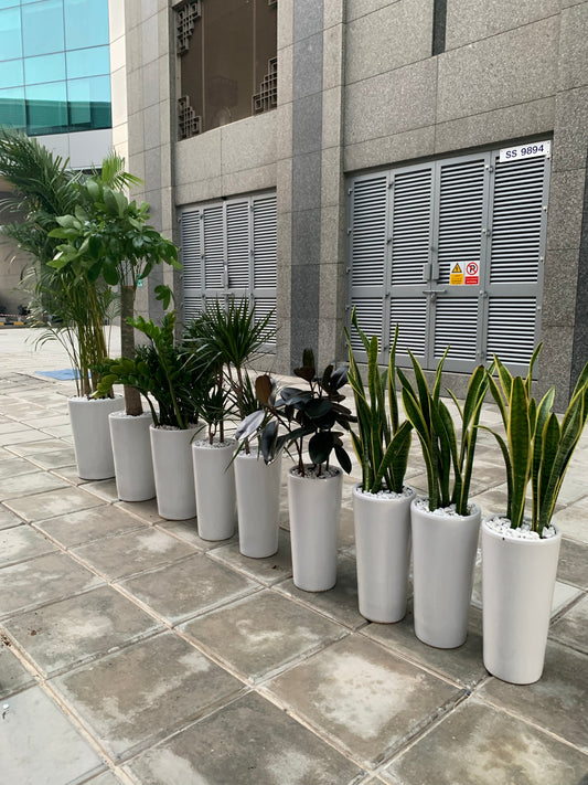 Office Plants Tall Bundle (9pcs) Air Purifying