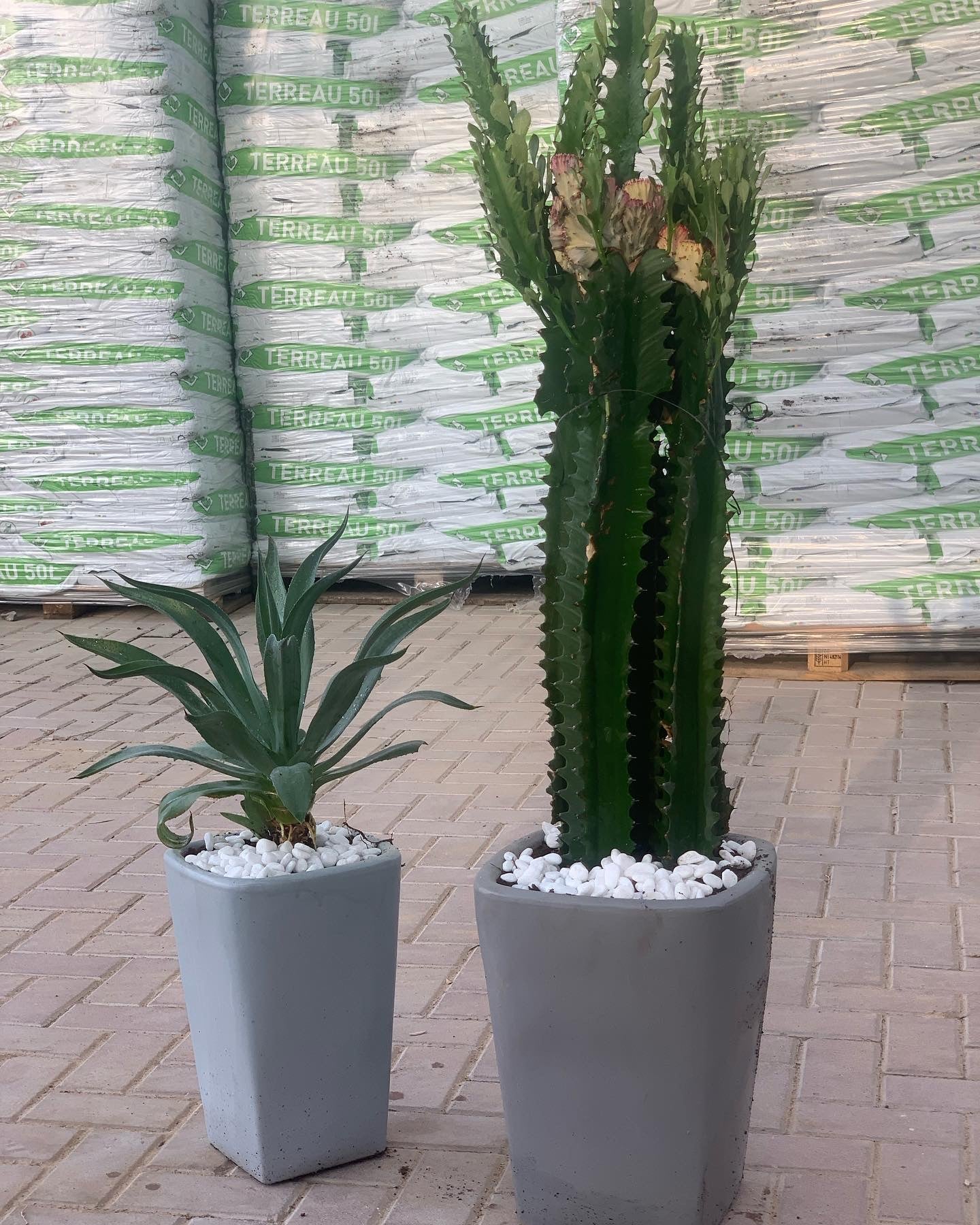Cactus Bundle outdoor