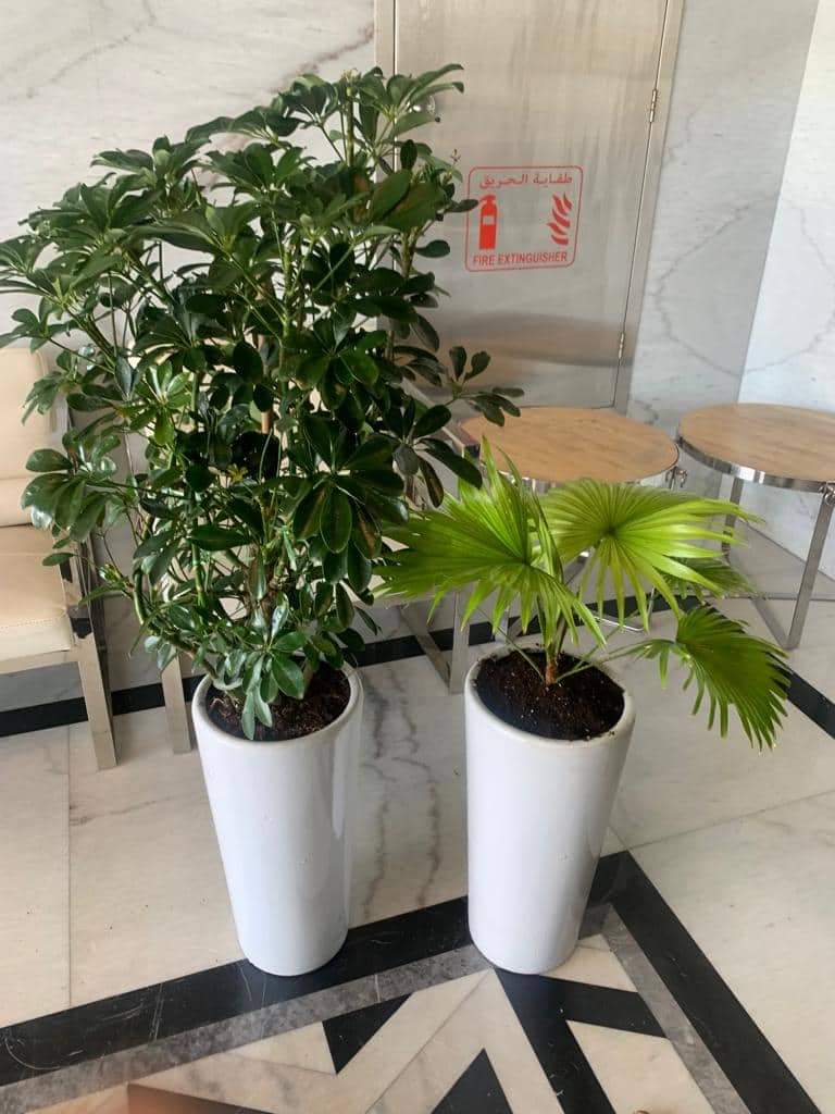 Office Plants Budget Combo (2pcs)