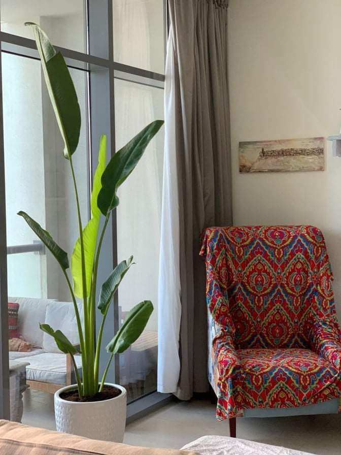 Travellers Palm Medium 2 meter