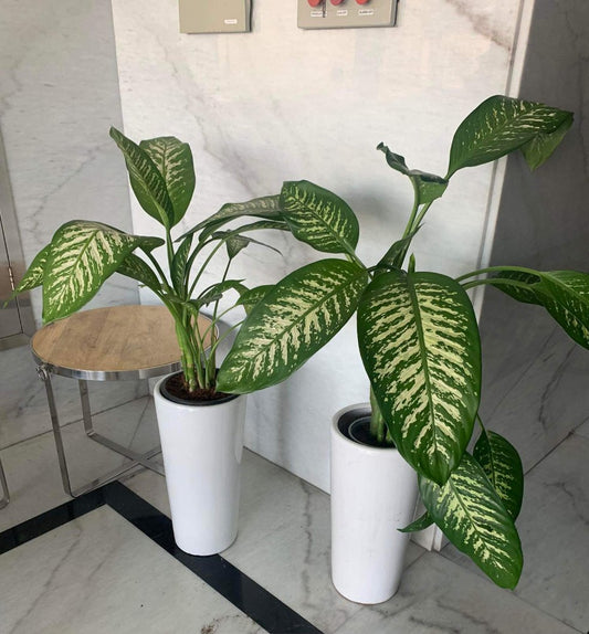 Office Plants Morning Dew Bundle (2pc)