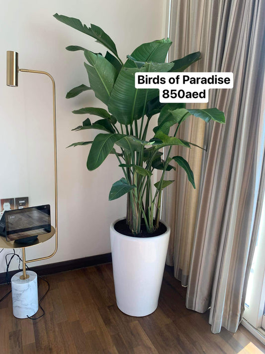 Birds of Paradise BIG