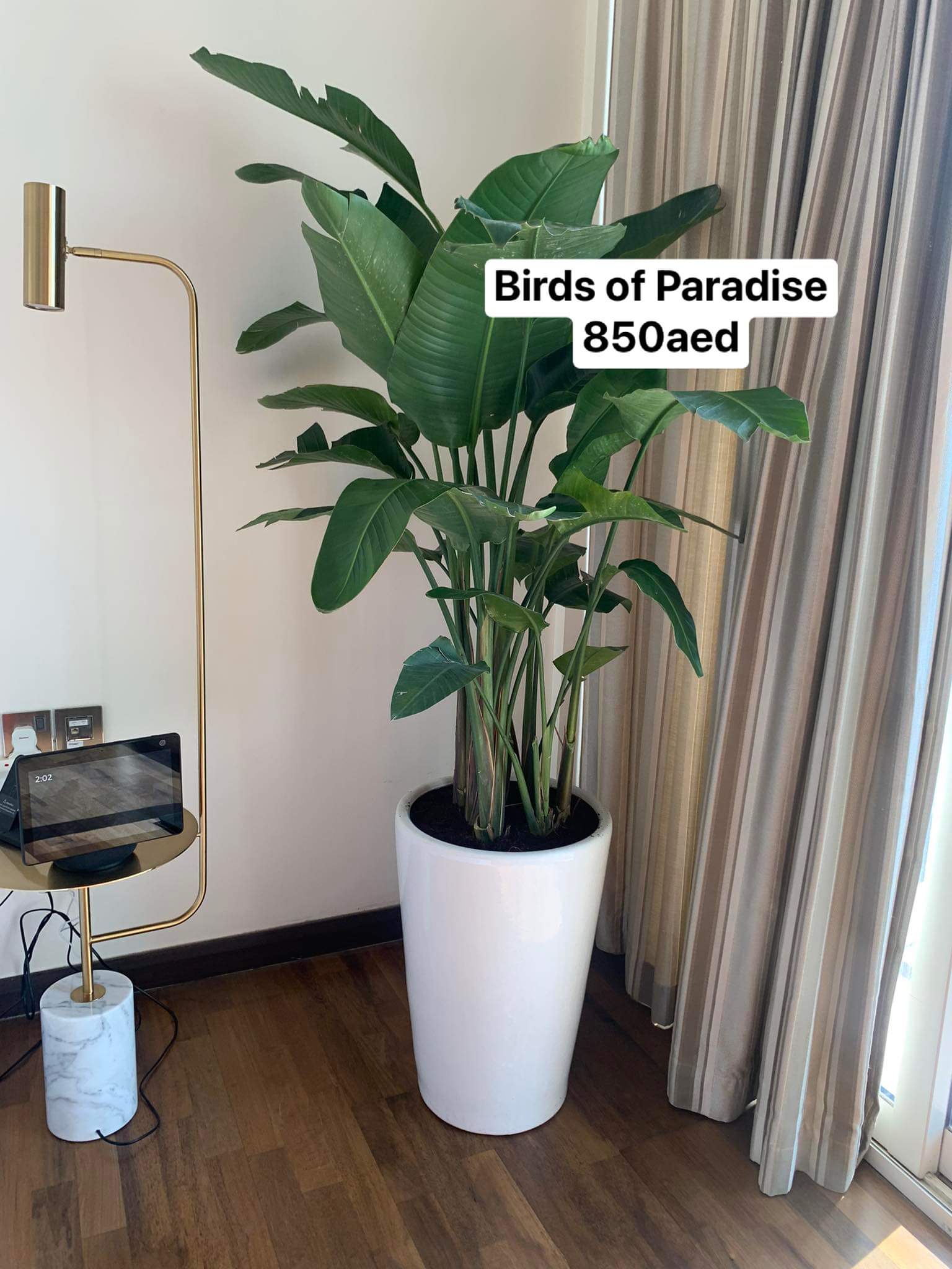 Bird of Paradise BIG