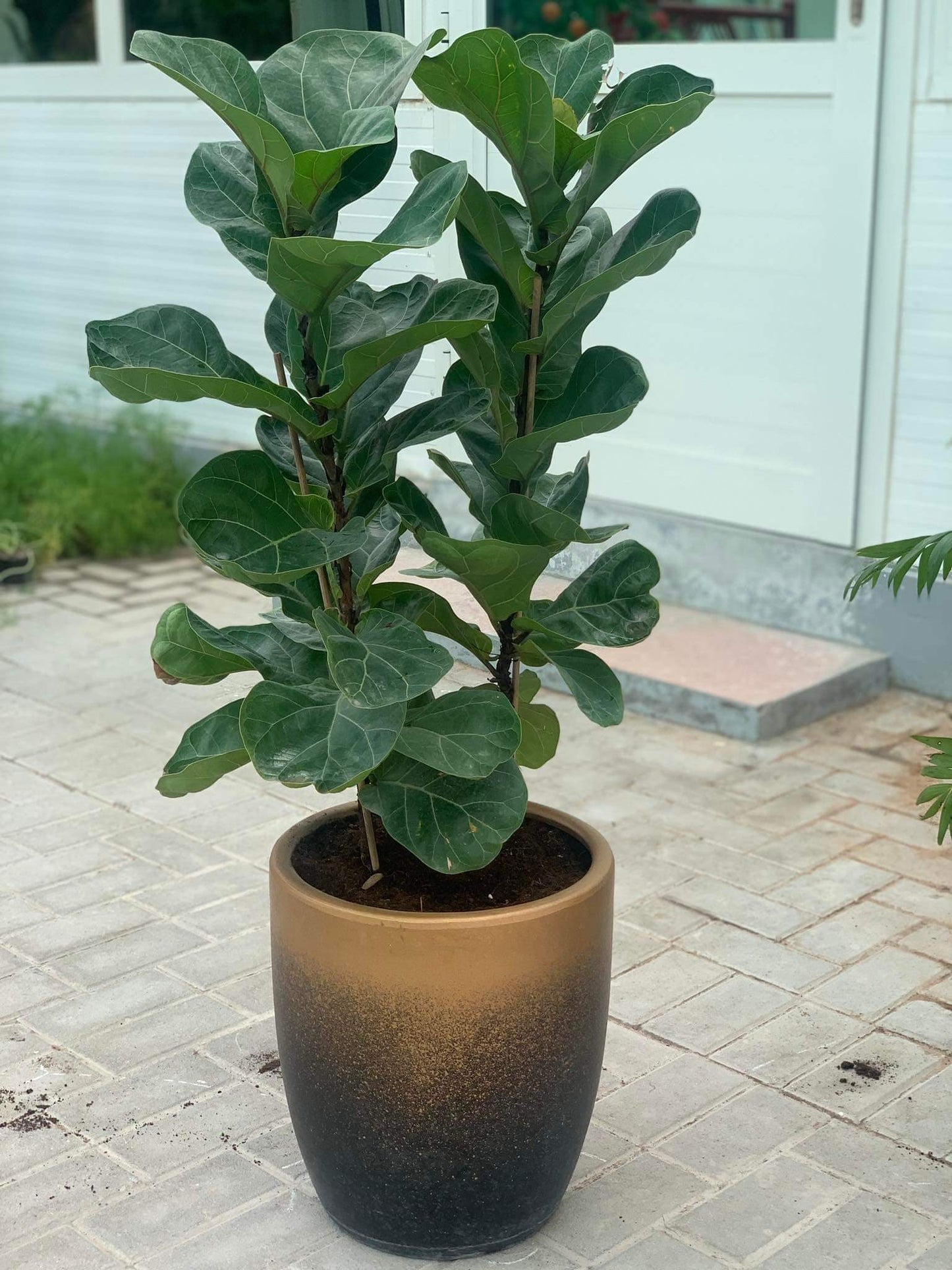 Fiddle Plant (3pp)