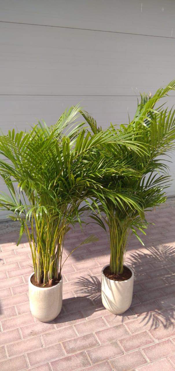 Office Plant Areca palm ( 130cm ) Bundle