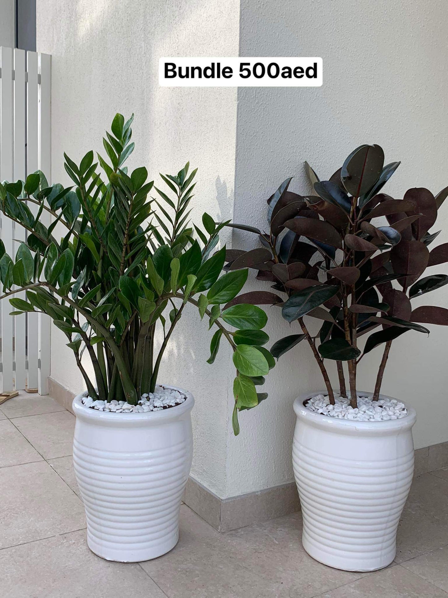 Indoor Plants Bedroom Plants