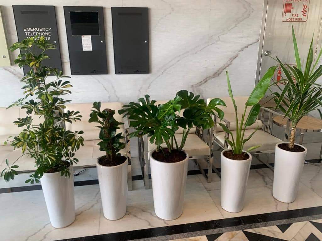 Office Plants Budget Bundle 5pc