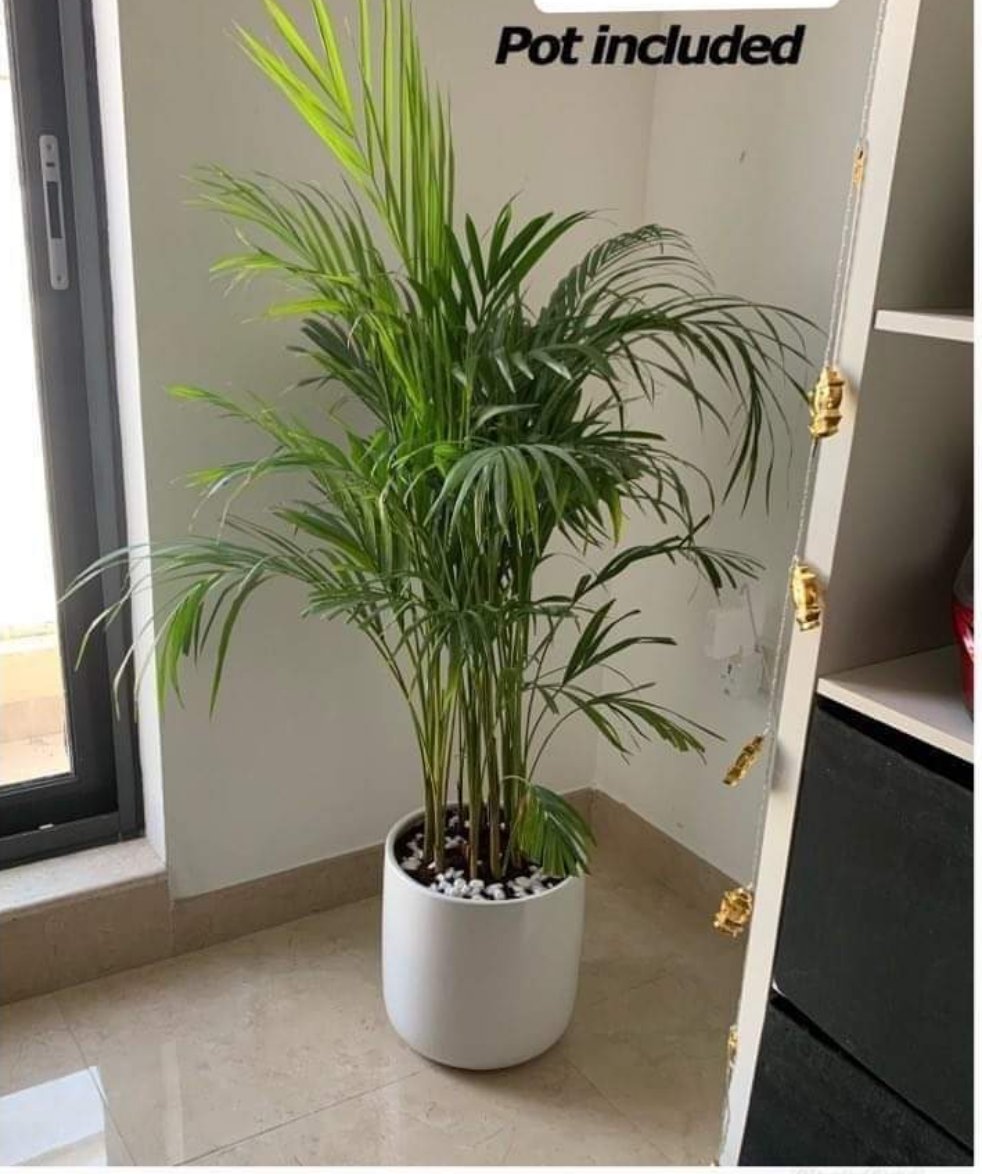Areca small in white/black