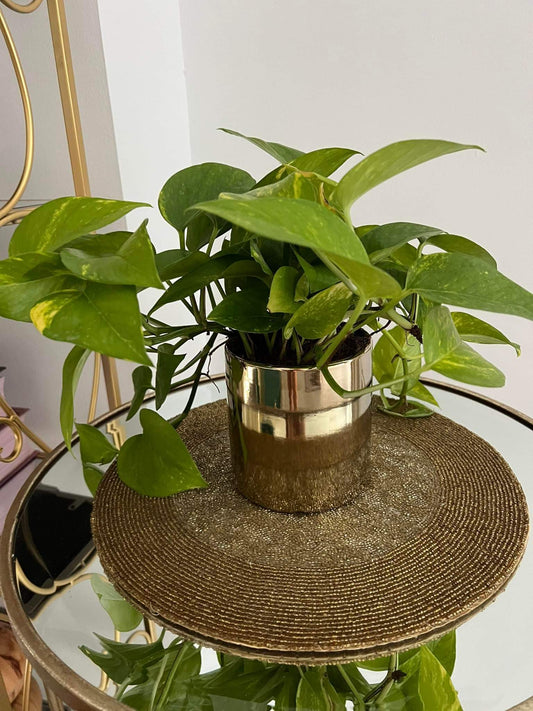 Money Plant in gold pot NEW