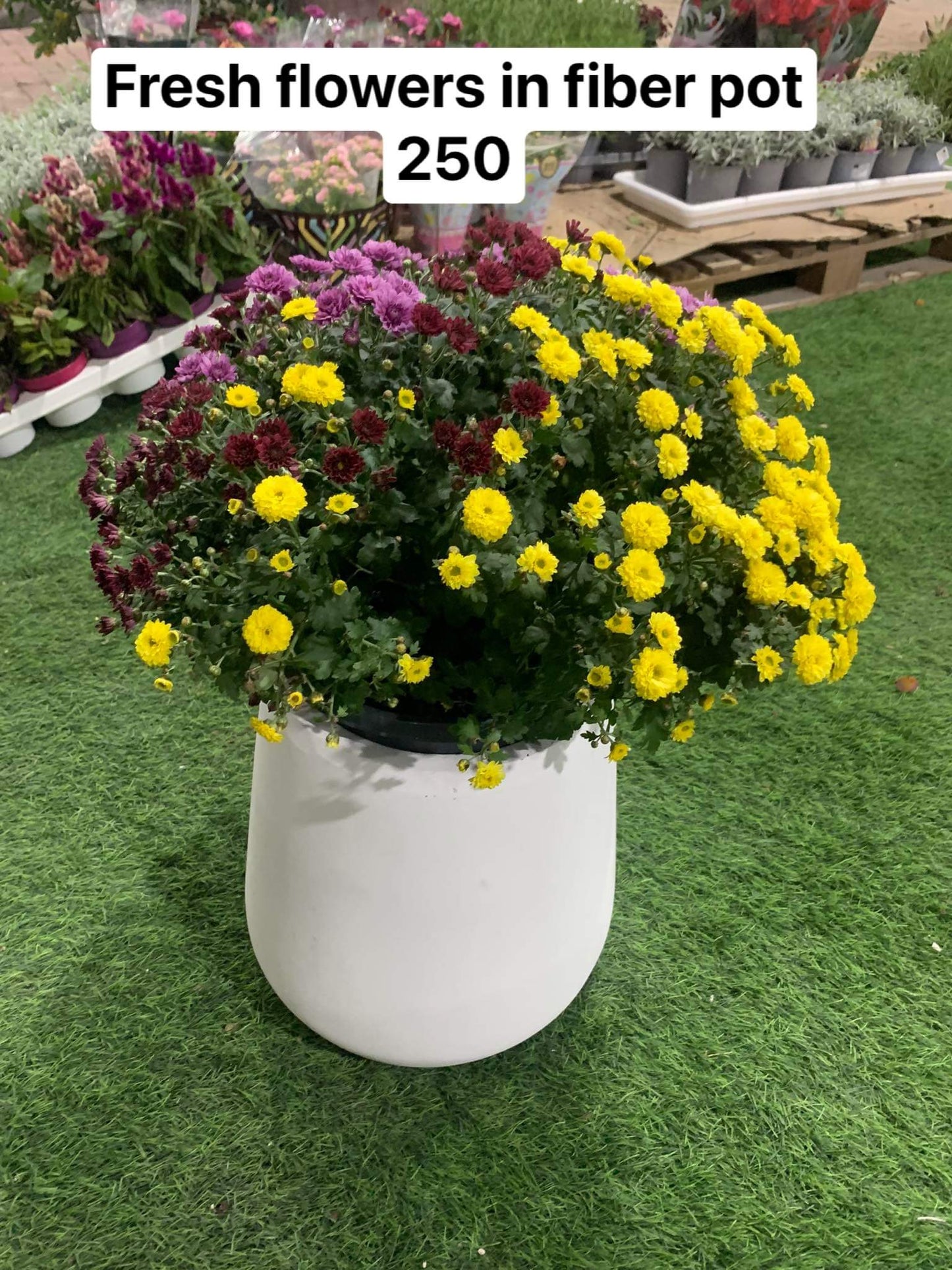 Fresh flowers in fiber pot