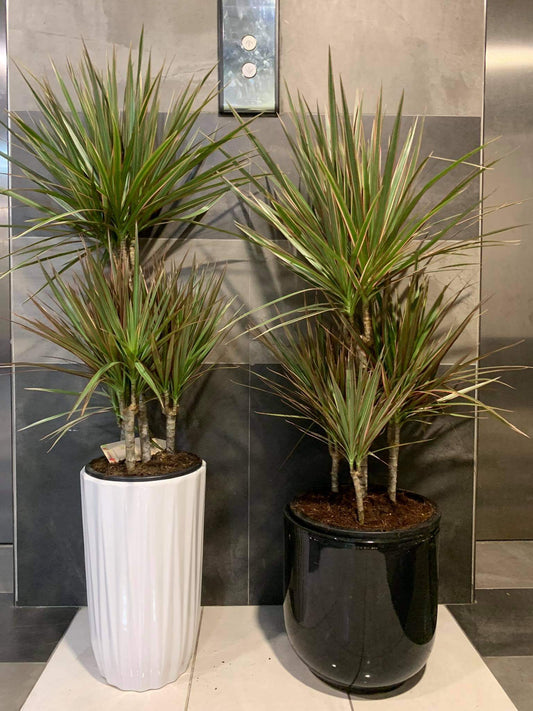 Multicolored Dracaena (each)