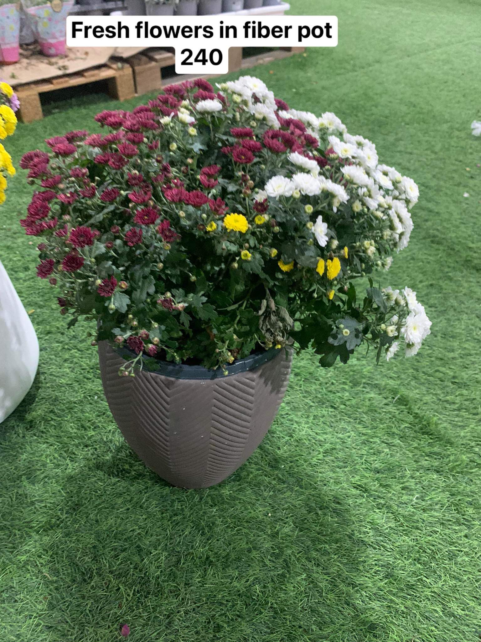 Fresh flowers in fiber pot