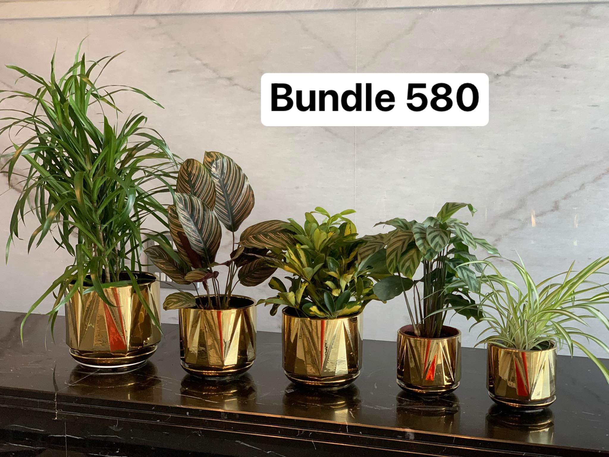 Office Plants table plant bundle