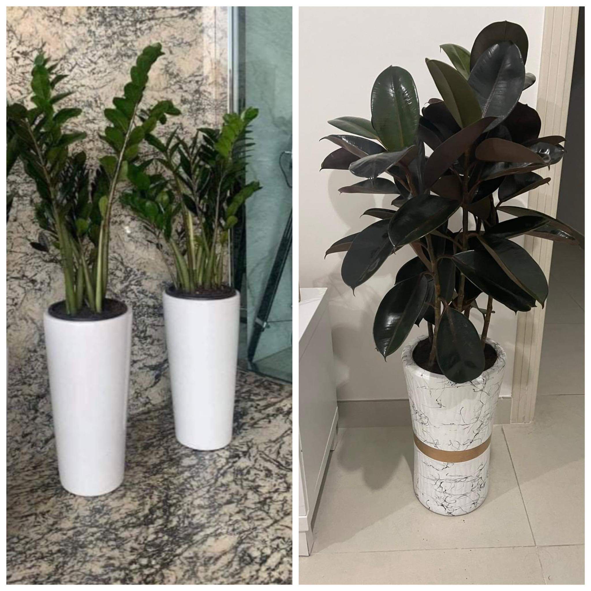 Indoor Plants Bundle Plants 005