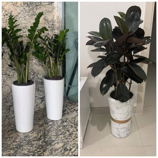 Indoor Plants Bundle Plants 005
