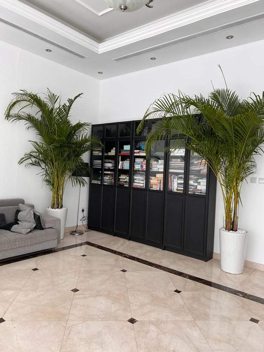 Office plants Areca Big Bundle (2.5m to 3m)