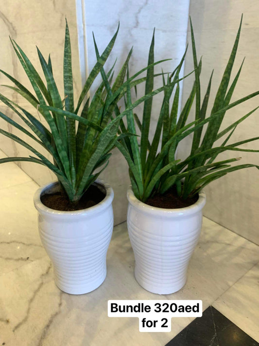 Outdoor Plants Green sansiveria bundle
