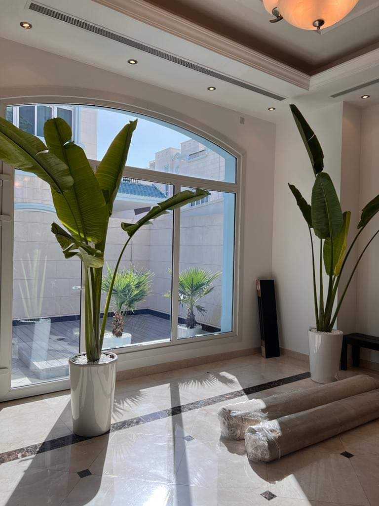 Indoor Plants Travellers Palm Bundle XL (3m)